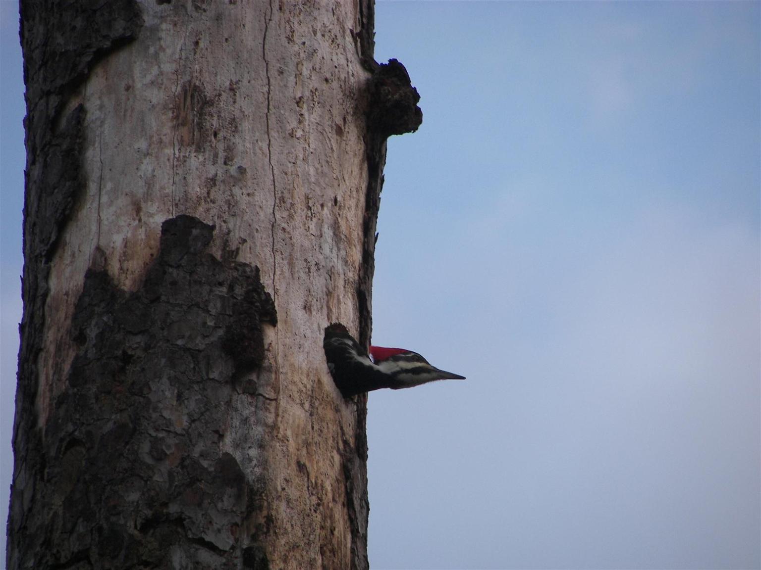 Woodpecker in Houston, Texas