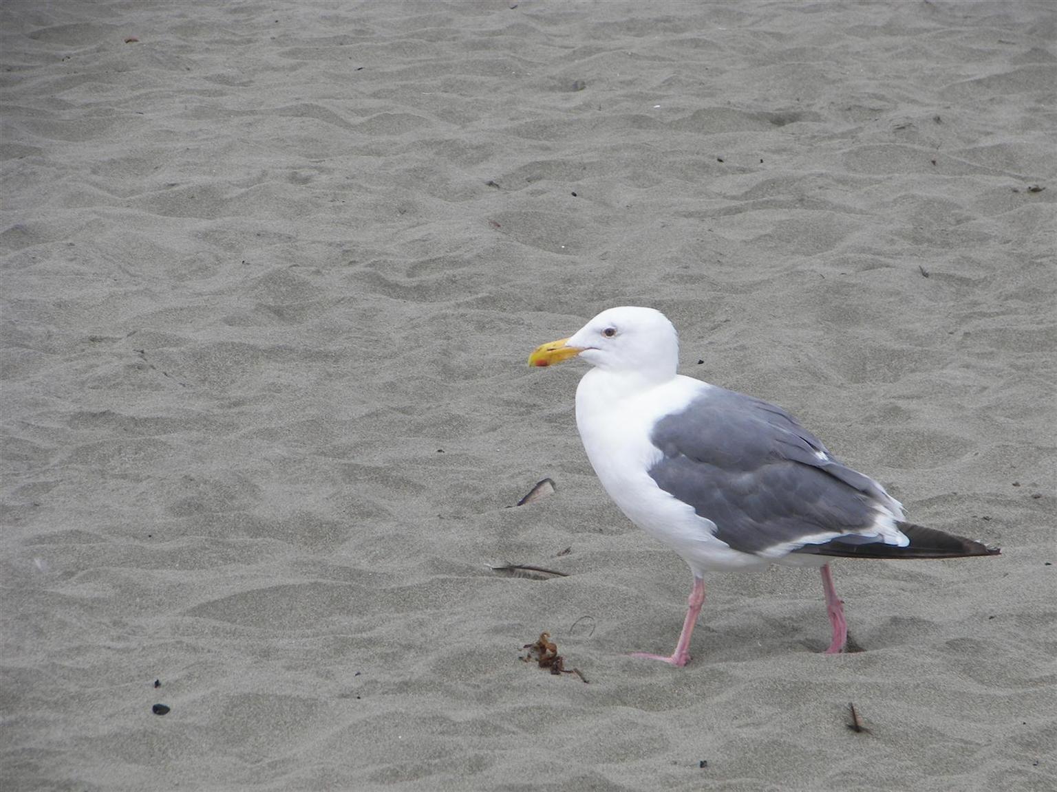Bird on shore of Pacific Ocean near San Francisco