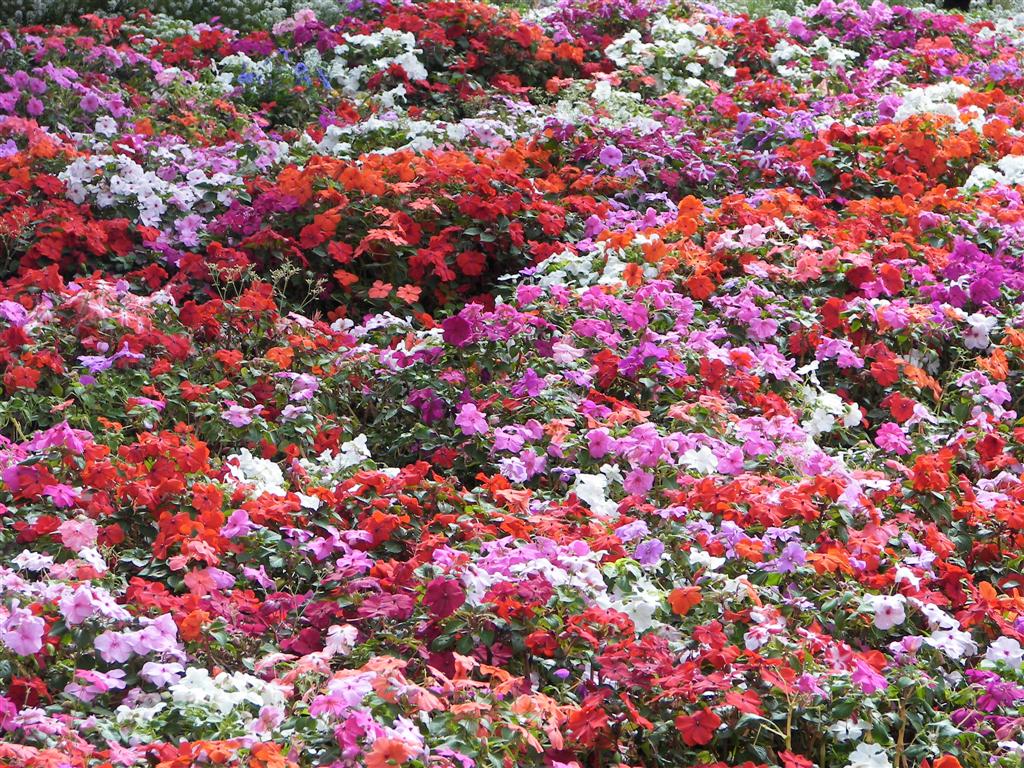 Flowers in Golden Gate Park in San Francisco