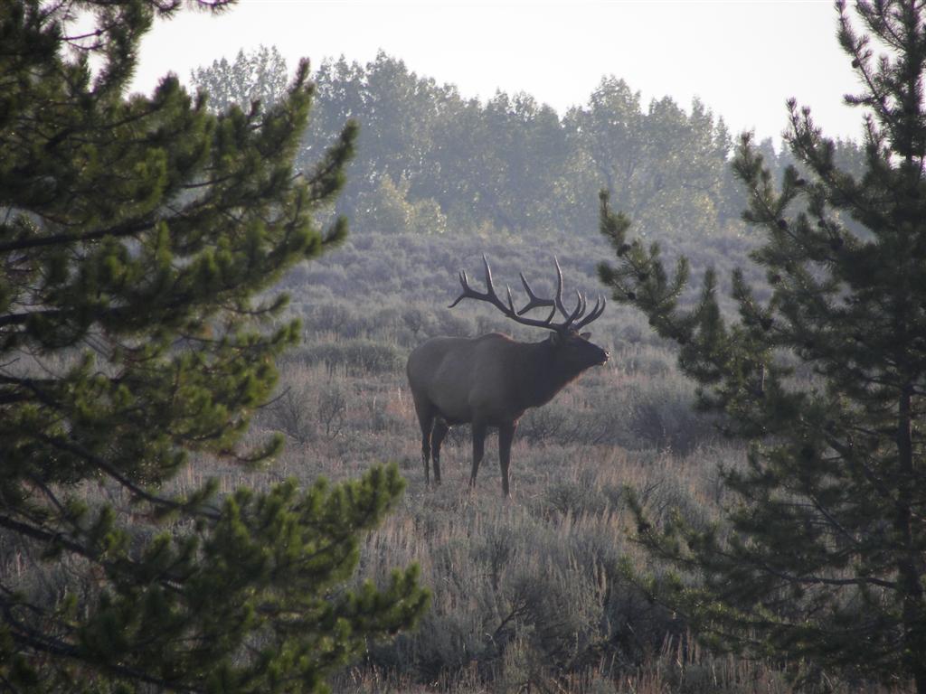 Elk in Grand Tetons National Park in northwest Wyoming