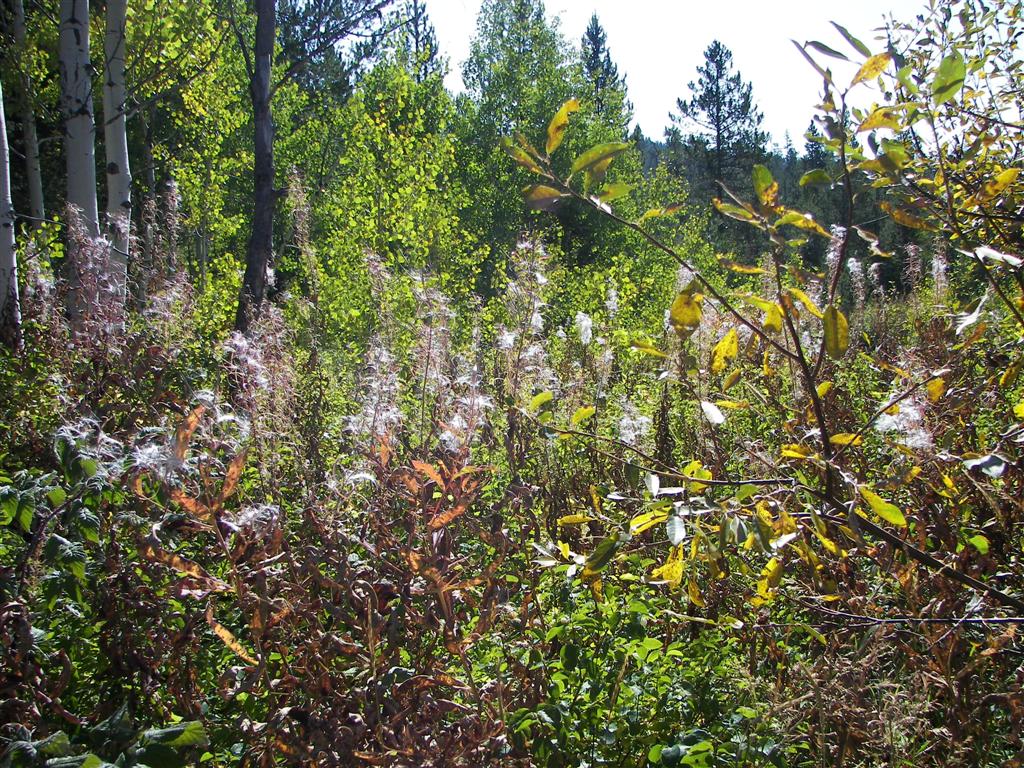Flowers near Upper Mesa Falls in east central Idaho