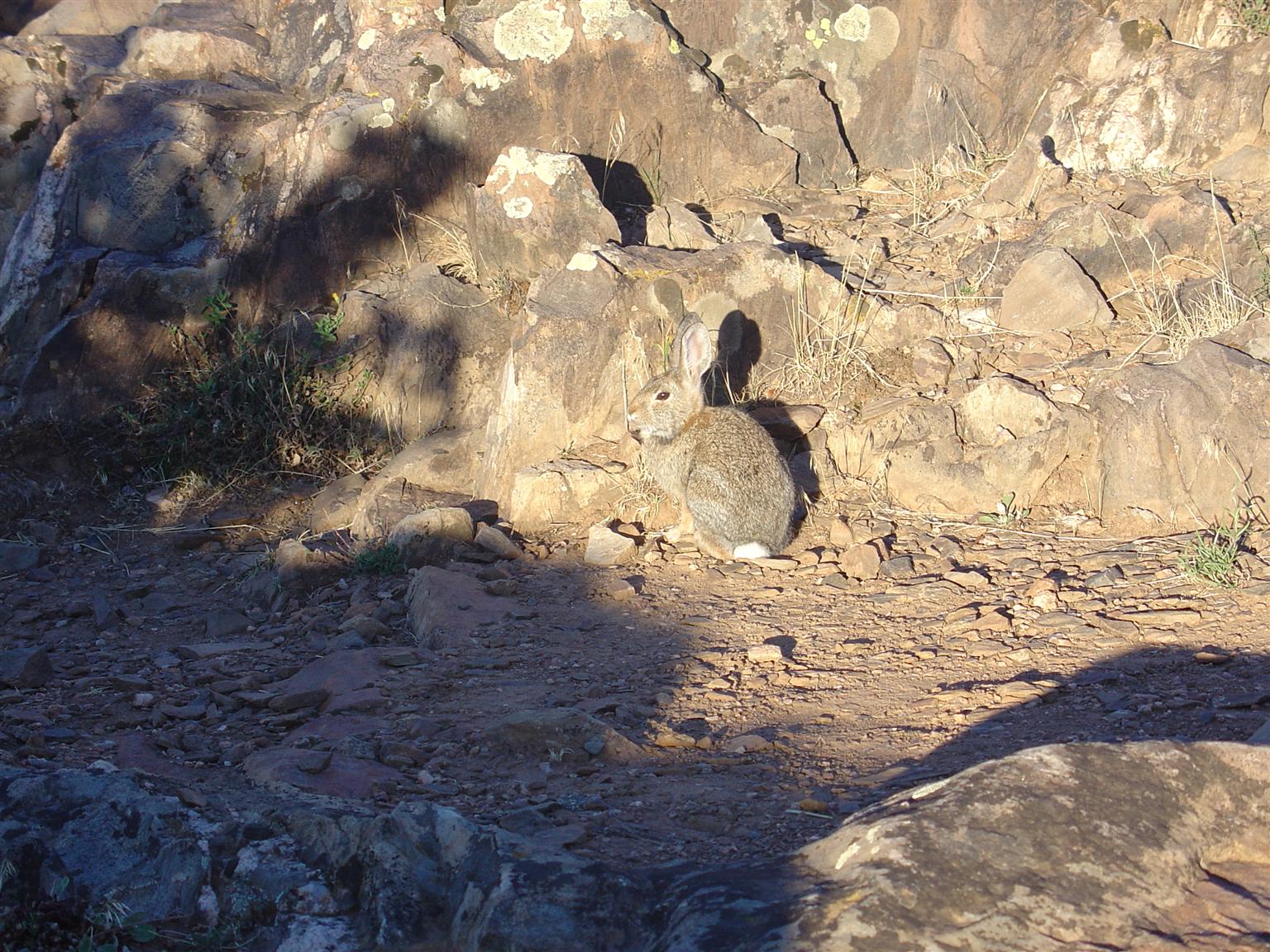 Colorado Rabbit that blends in with the rock colors