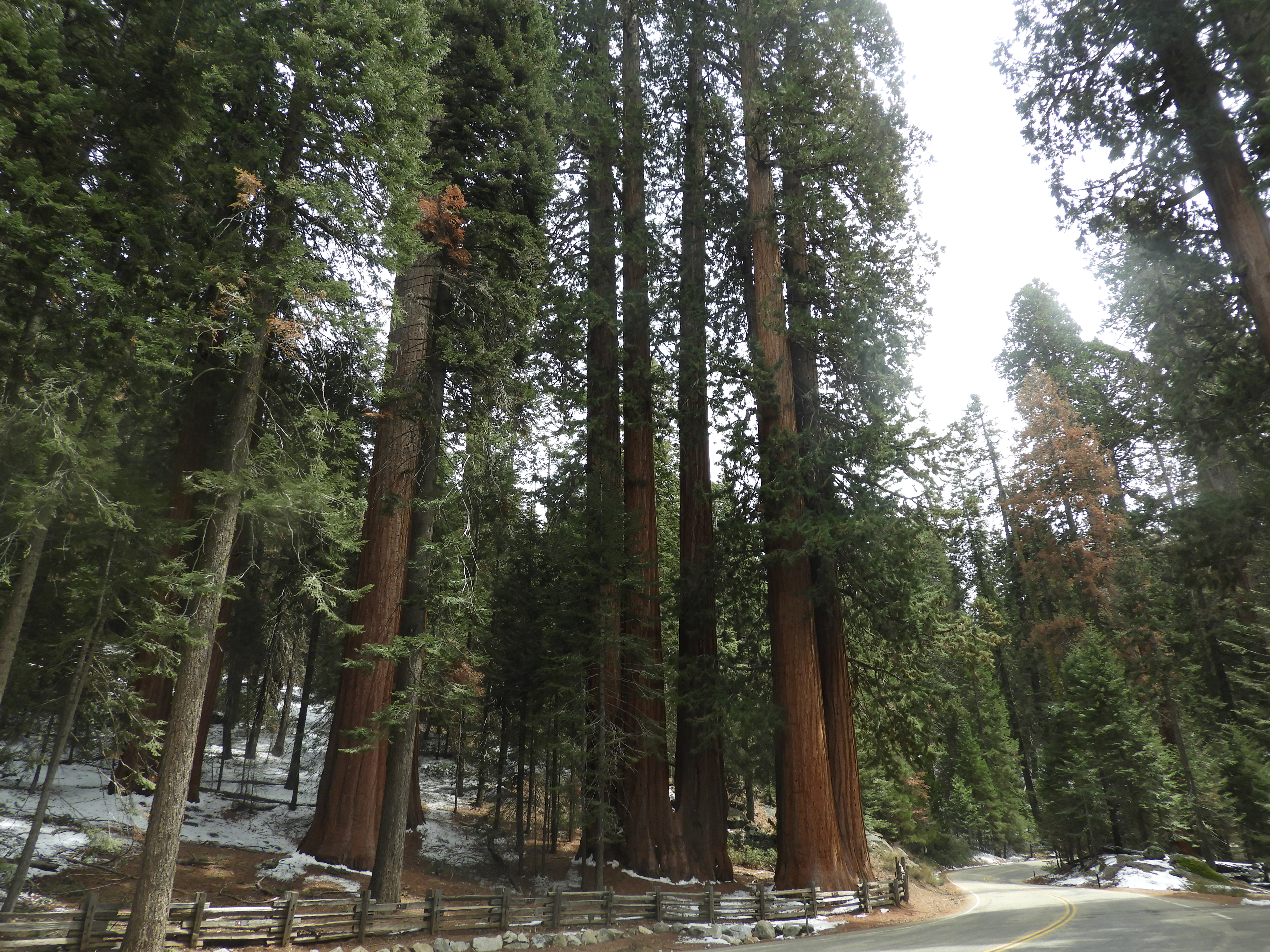Sequoia National Park in southeastern California