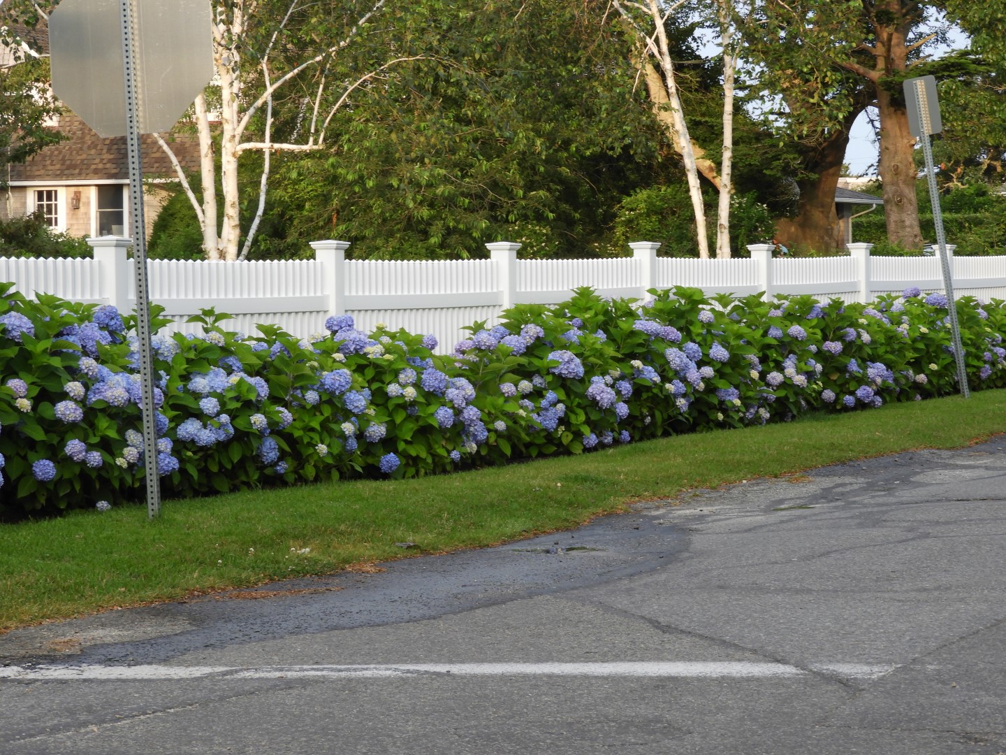 Flowers blooming near Kennedy Compound in Hyannis MA
