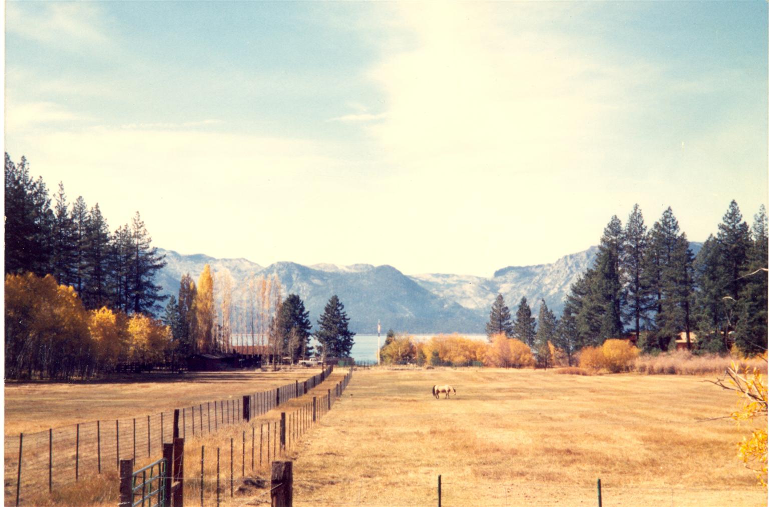 Horse in field by Lake Tahoe, Nevada (0000)