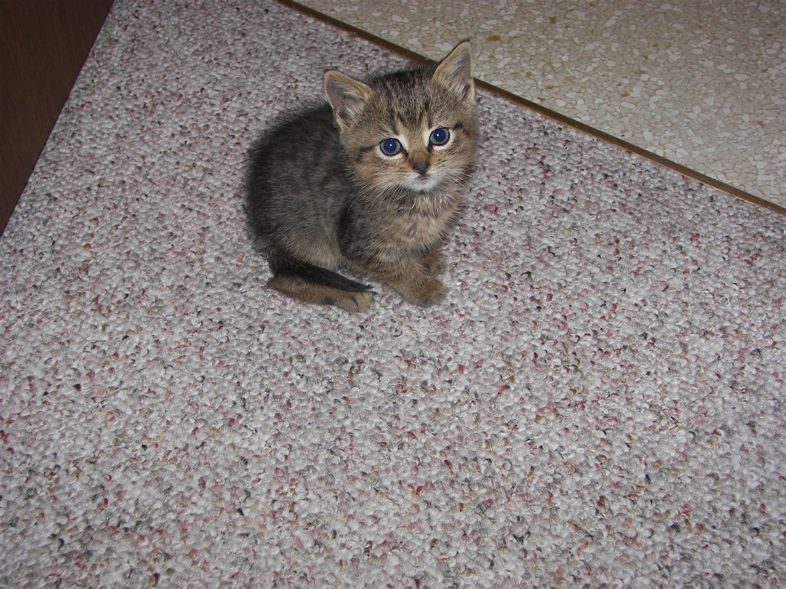 Four-week old Kitten