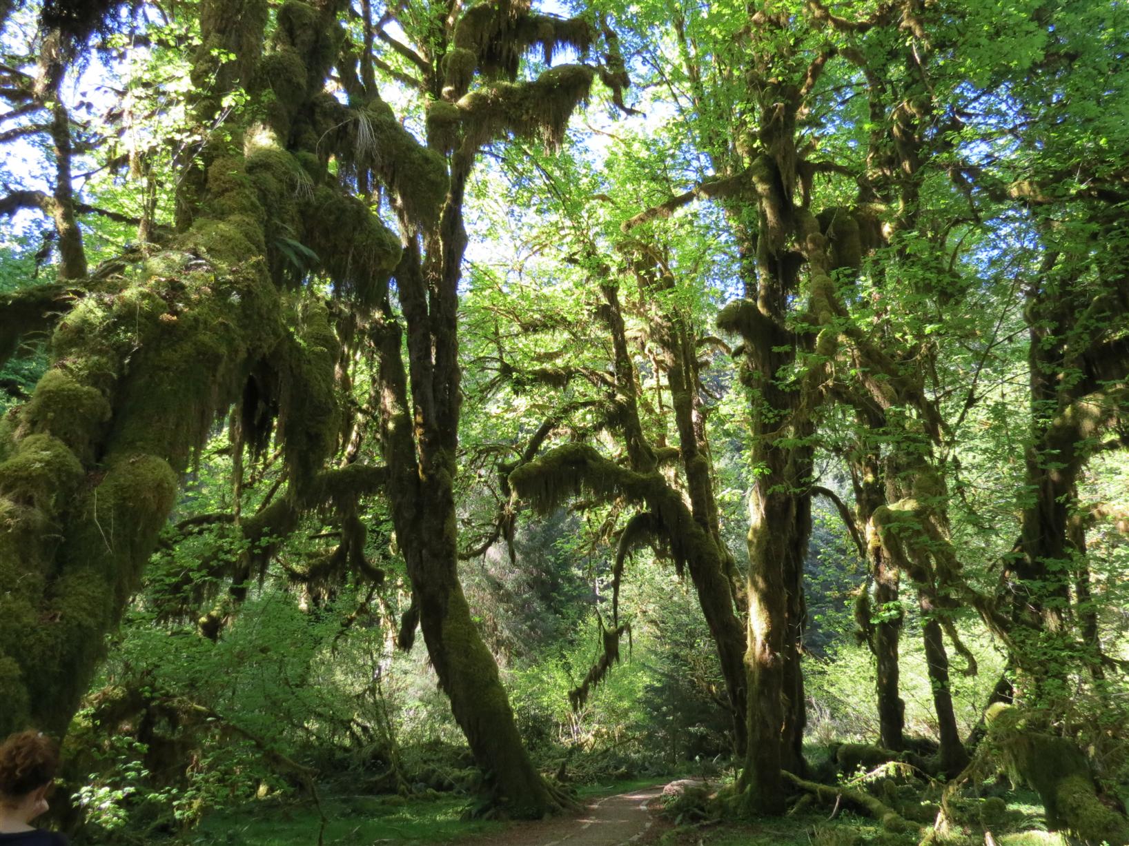 Rain forest in Olympic National Park in Washington