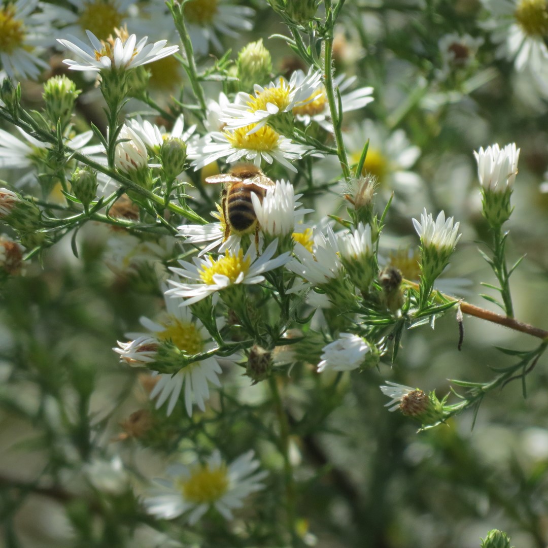 Bee on flowers at Ernie Miller Center in Olathe, Kansas