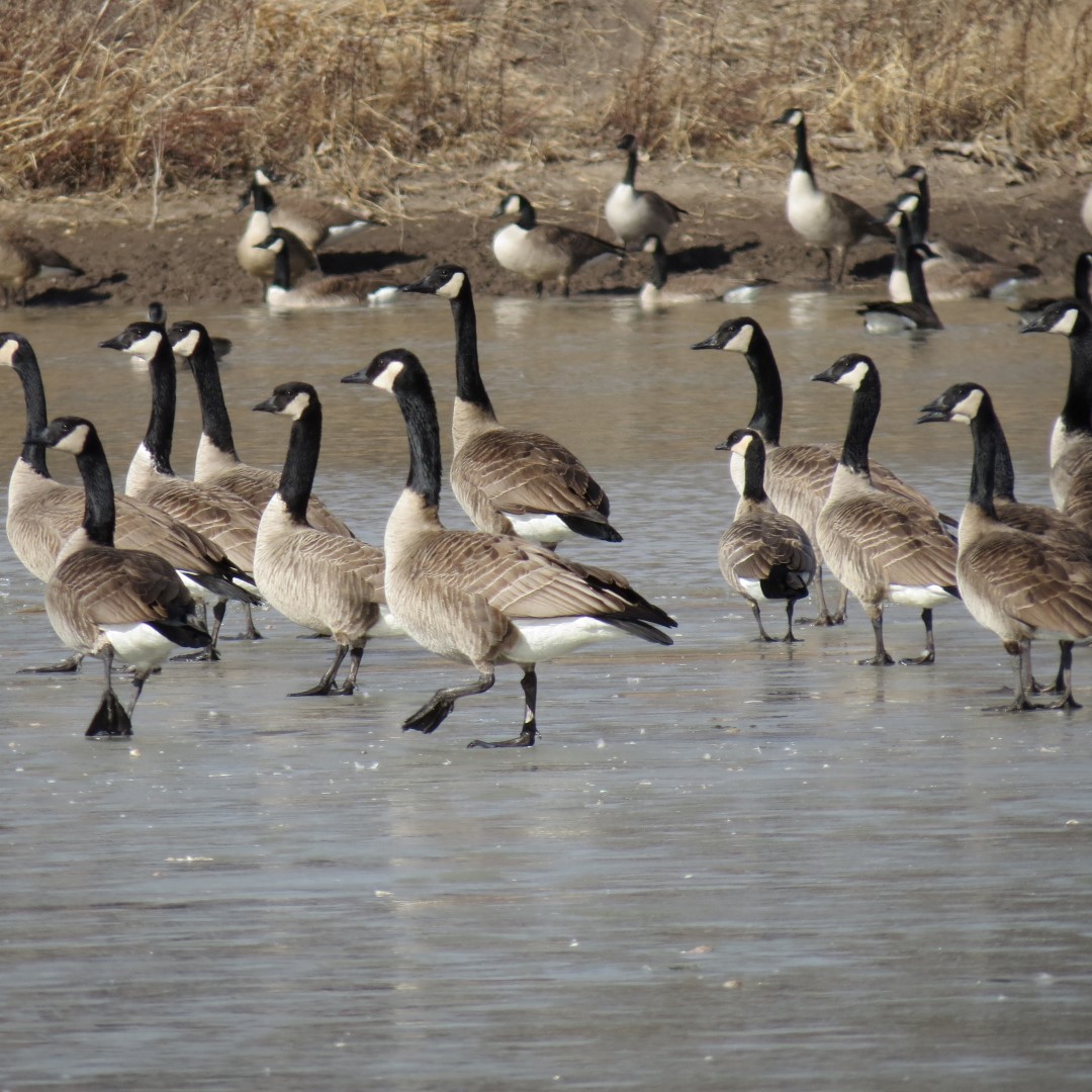 Canadian Geese west of Emporia, Kansas