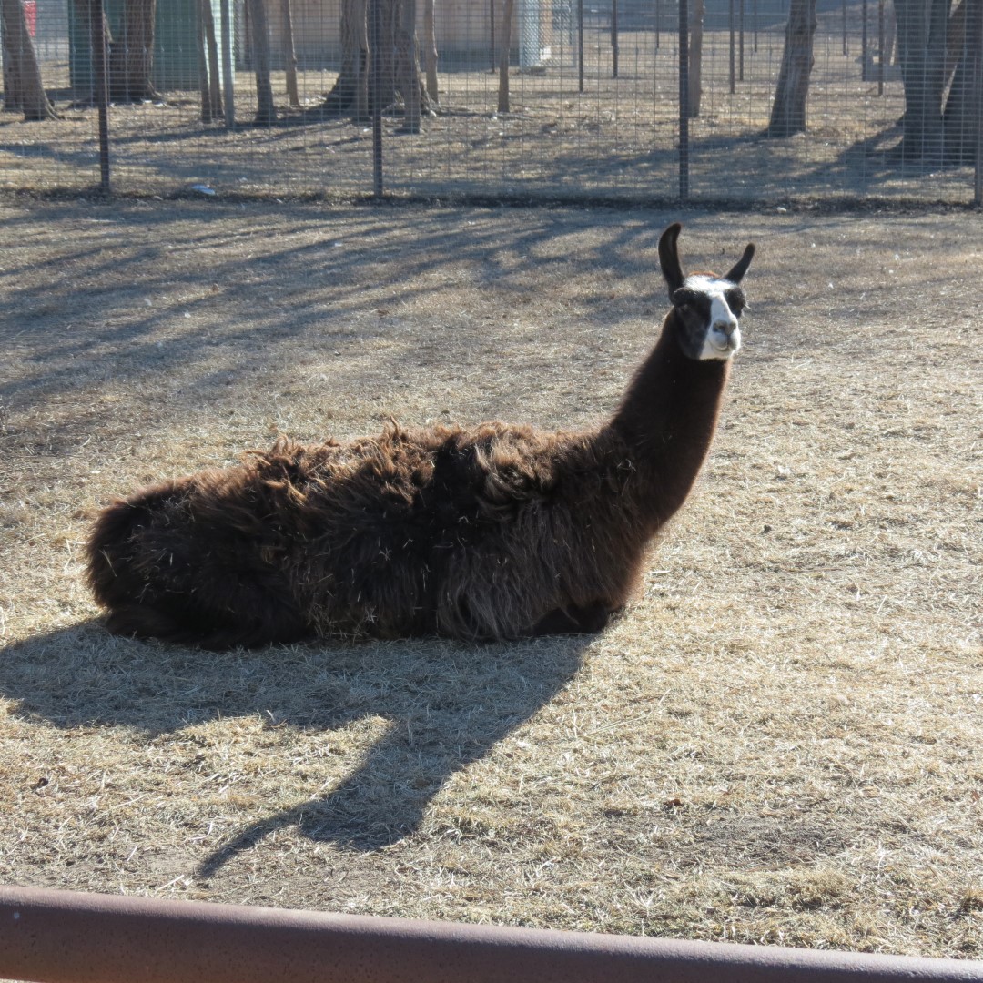 Llama in Zoo in Emporia, Kansas