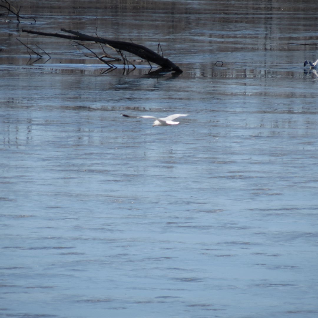 Seagull in flight at Flint Hills National Wildlife Refuge in eastern Kansas