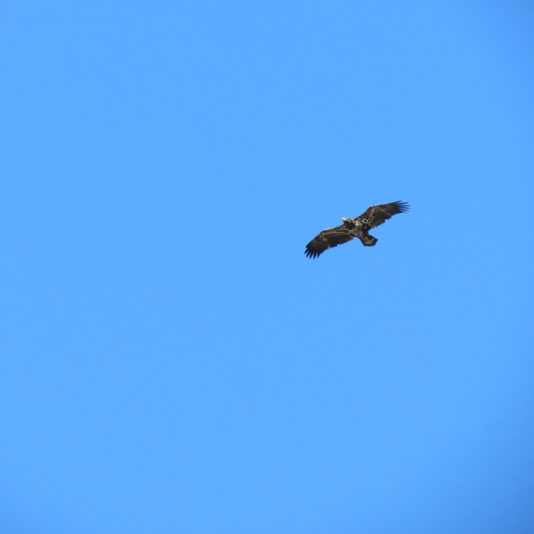 Golden Eagle in flight over Flint Hills National Wildlife Refuge in eastern Kansas
