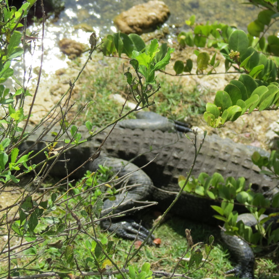 Alligators at Big Cypress National Park East Visitor Center in southern Florida