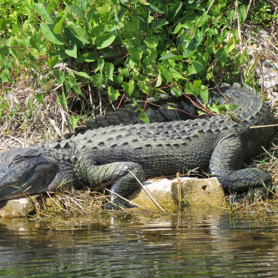Alligator sunning itself at Big Cypress National Park Visitor Center East in southern FLorida