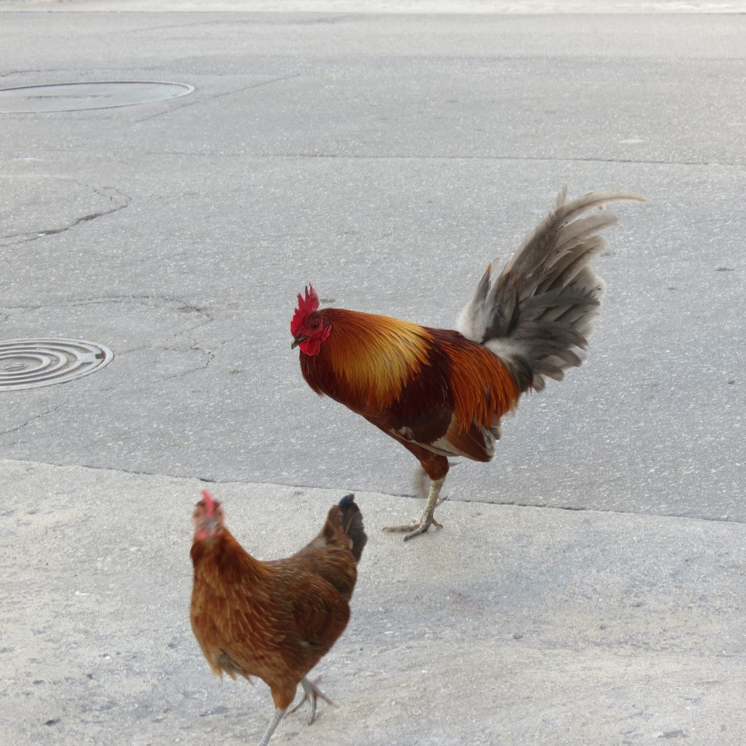 Chickens running free in Key West, Florida