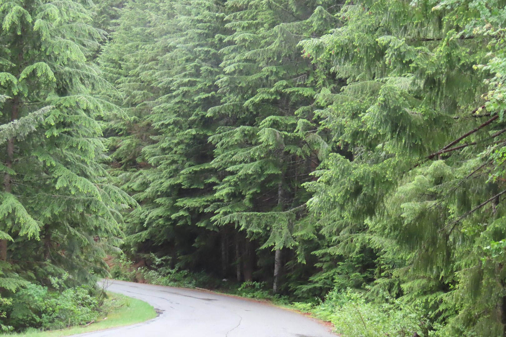 Road leading to north end of Keechelus Lake east of Seattle, Washington