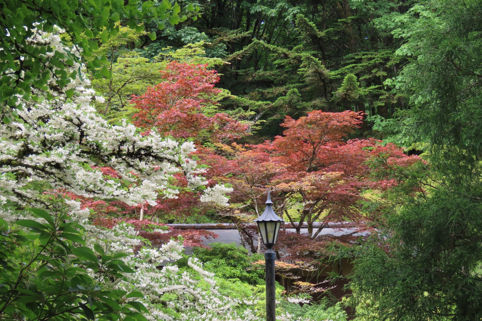 Japanese Garden in Seattle Washington