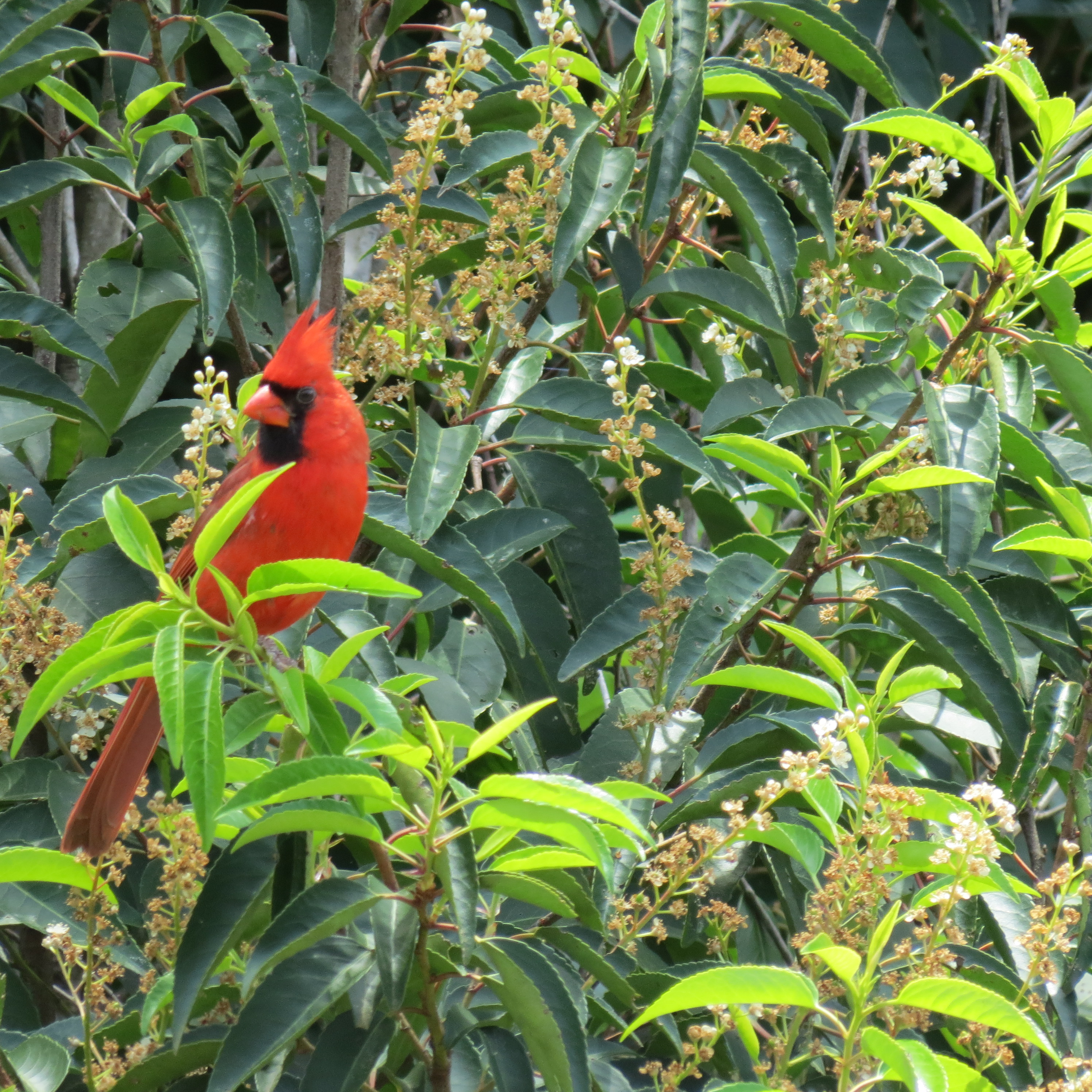 Cardinal at the Georgia Botanical Gardens in Athens Georgia
