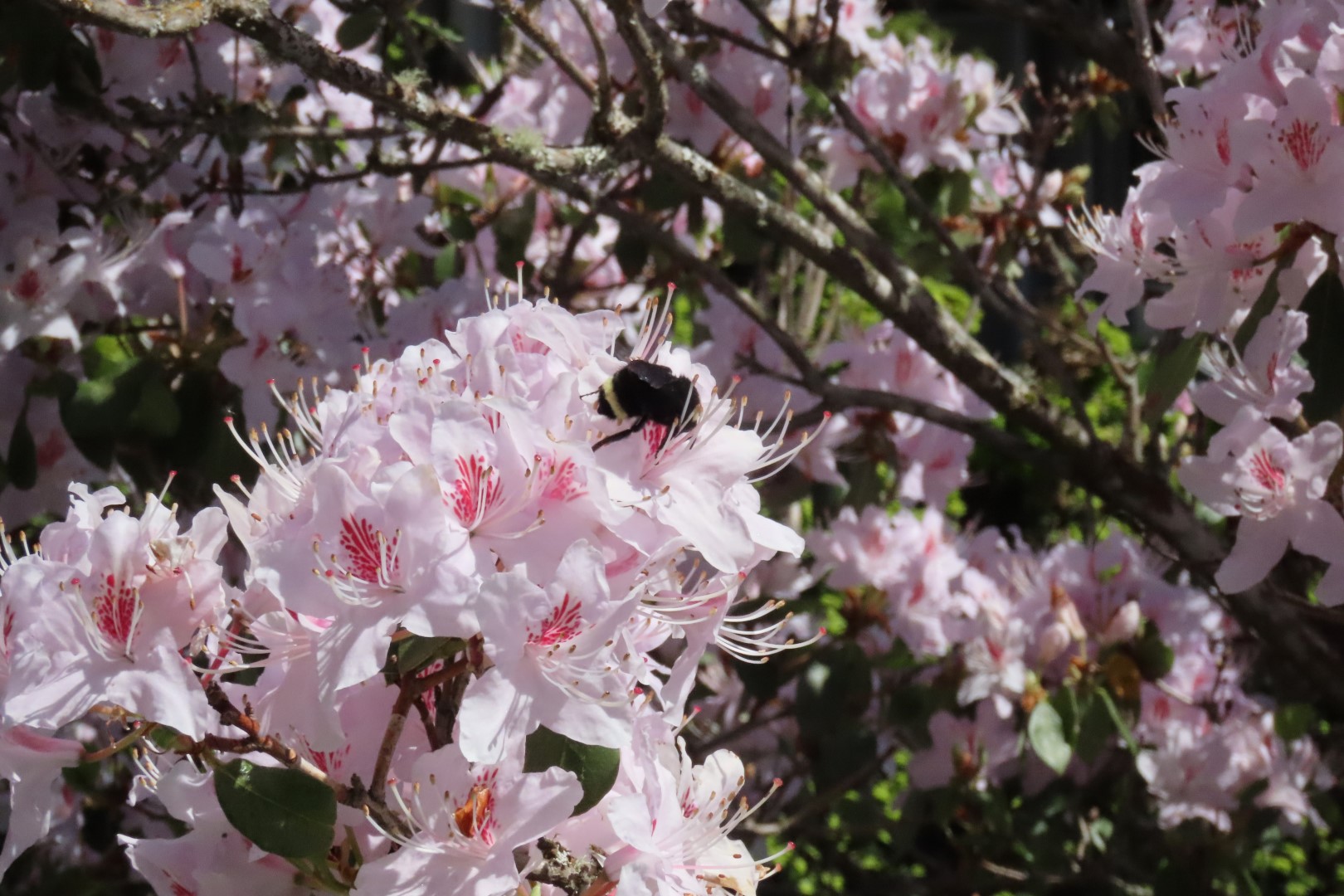 Bellevue, Washington Botanical Gardens