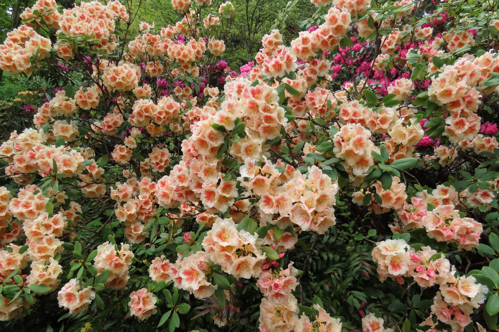 University of Washington Arboretum in Seattle, Washington