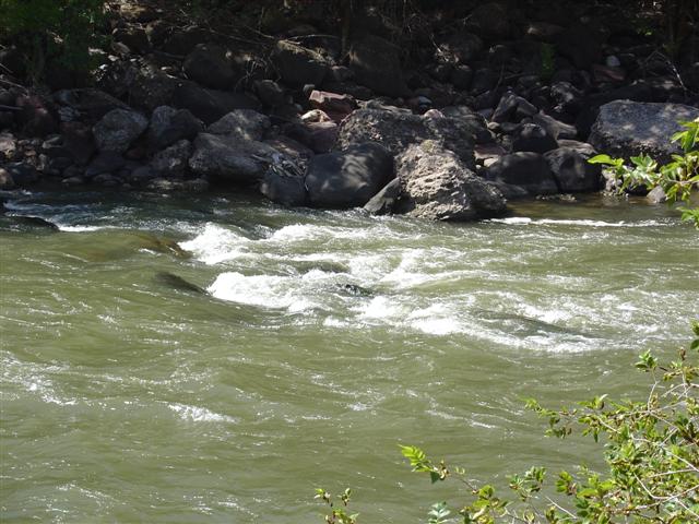 Colorado River on which just completed rafting (2 of 7) (#719)