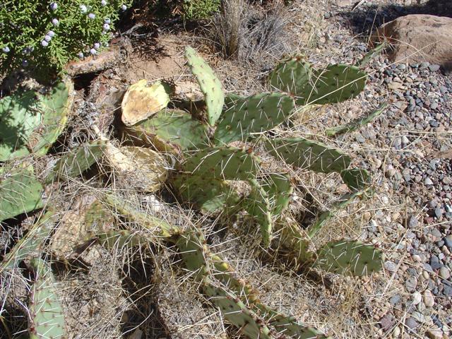 Examples of plant life in the park (1 of 2) (#741)