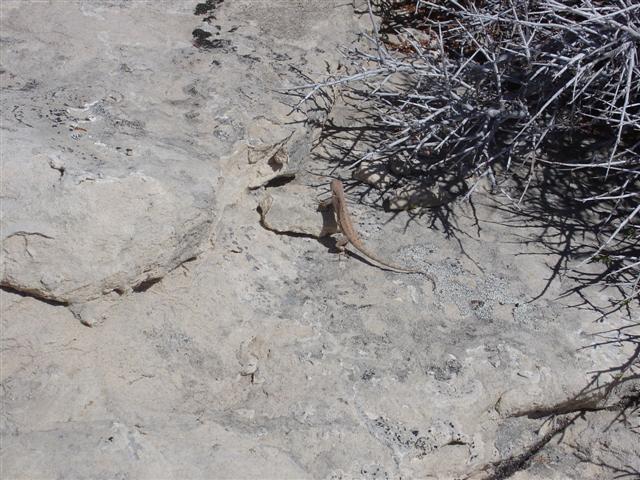 Example of plant life in the park (2 of 2) (#747)