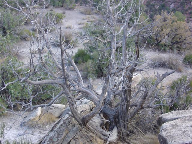 Example of wildlife in the park (#758)