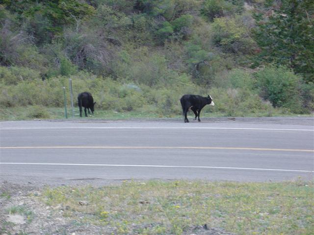Douglas Pass on highway 139: cows in the 'open range' (#778)
