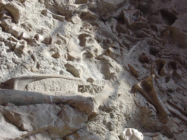 Dinosaur Visitor Center (Jensen) - bones showing (1 of 13) (#794)