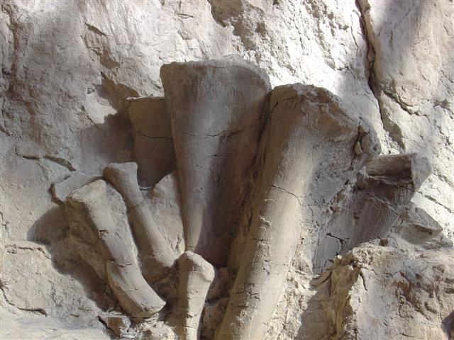 Dinosaur Visitor Center (Jensen) - bones showing (2 of 13) (#795)