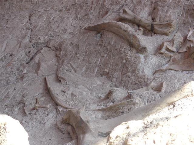 Dinosaur Visitor Center (Jensen) - bones showing (3 of 13) (#796)