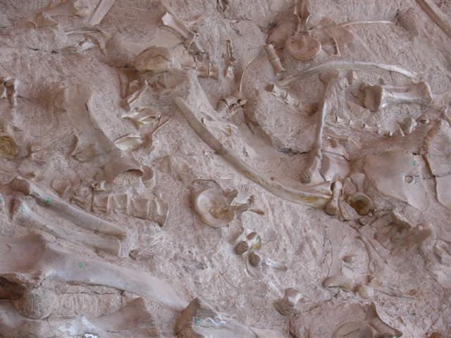 Dinosaur Visitor Center (Jensen) - bones showing (6 of 13) (#803)
