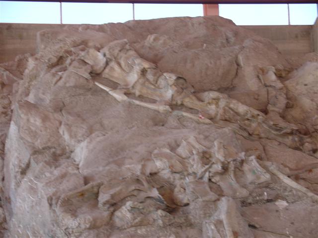 Dinosaur Visitor Center (Jensen) - bones showing (7 of 13) (#805)
