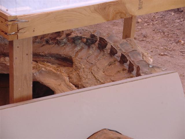 Dinosaur Visitor Center (Jensen) - bones showing (8 of 13) (#811)