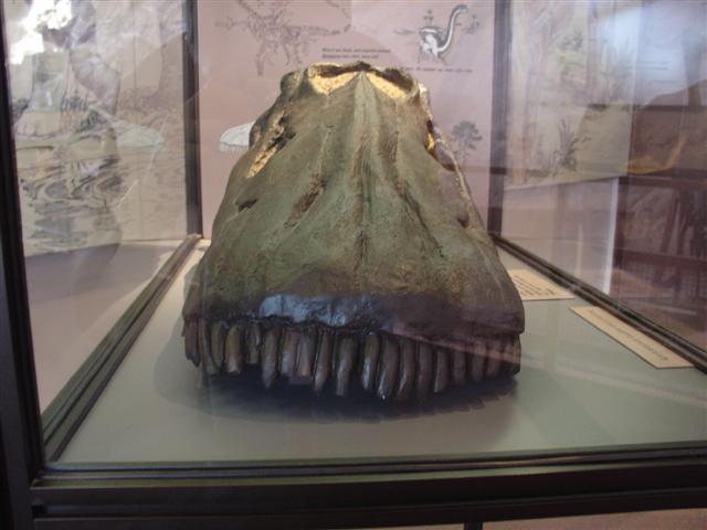 Dinosaur Visitor Center (Jensen) - bones showing (9 of 13) (#812)