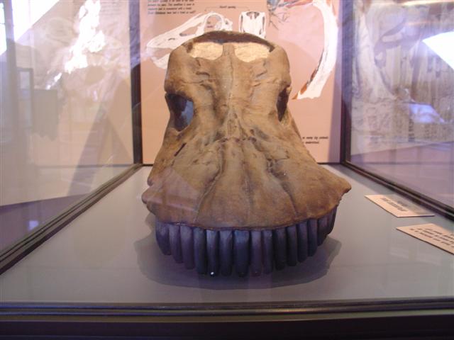 Dinosaur Visitor Center (Jensen) - bones showing (10 of 13) (#813)