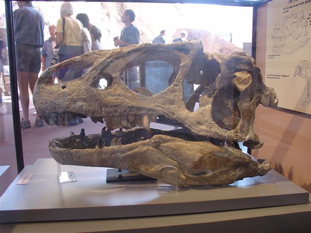 Dinosaur Visitor Center (Jensen) - bones showing (12 of 13) (#815)