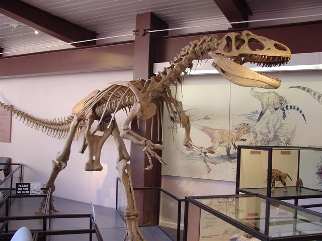 Dinosaur Visitor Center (Jensen) - bones showing (13 of 13) (#816)