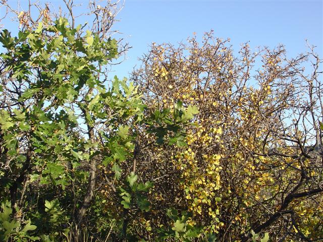 Cross Fizzures View examples of plant life (1 of 2) (#842)