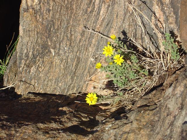 Cross Fizzures View examples of plant life (2 of 2) (#847)