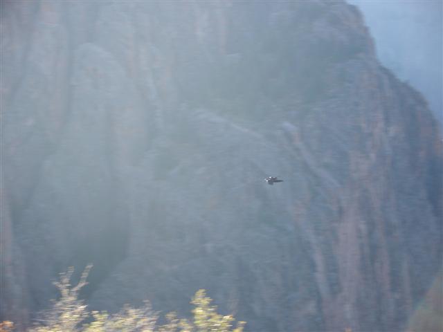 Rock Point view eagle (I think) flying in the distance (#850)