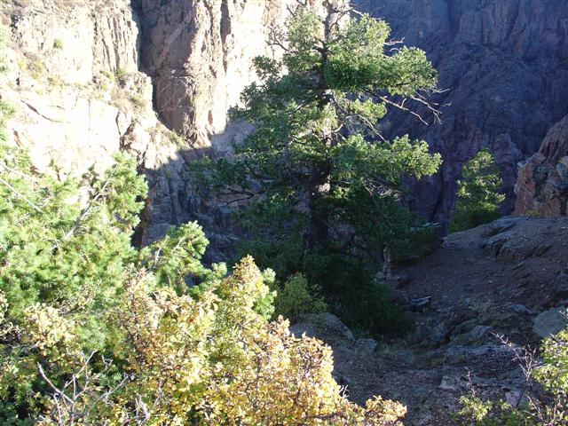Rock Point view of canyon (2 of 4) (#853)
