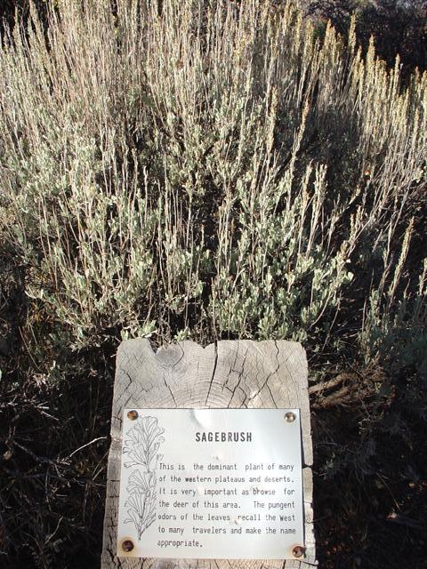 Chasm View plant life (#863)