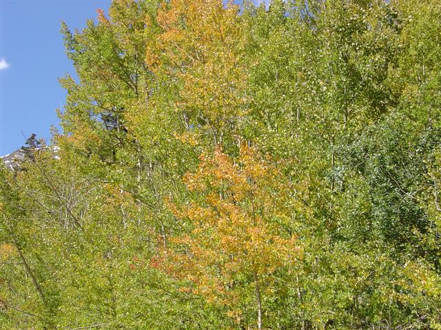 Road between Ouray and Silverton, CO (8 of 10) (#936)