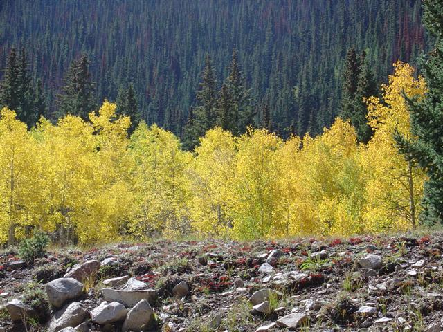 Road between Ouray and Silverton, CO (10 of 10) (#938)