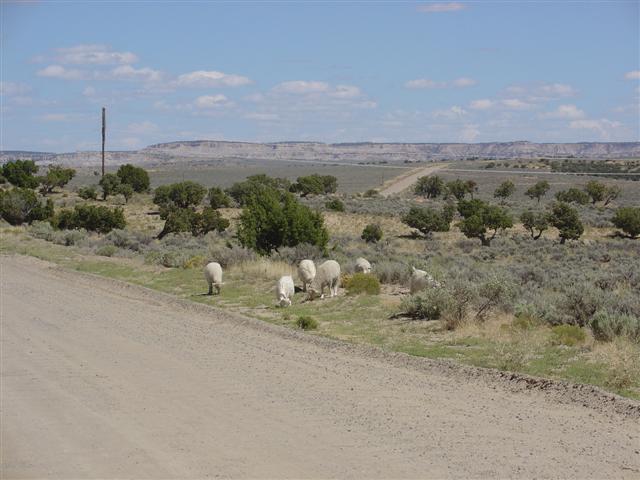 Sheep grazing in the desert along the road to Chaco (1 of 2) (#1089)
