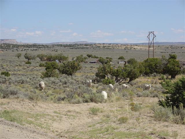 Sheep grazing in the desert along the road to Chaco (2 of 2) (#1090)