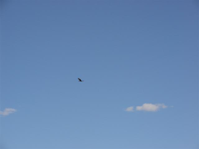 Eagles in flight near the Chaco visitor center (1 of 5) (#1108)