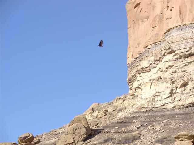 Eagles in flight near the Chaco visitor center (3 of 5) (#1110)